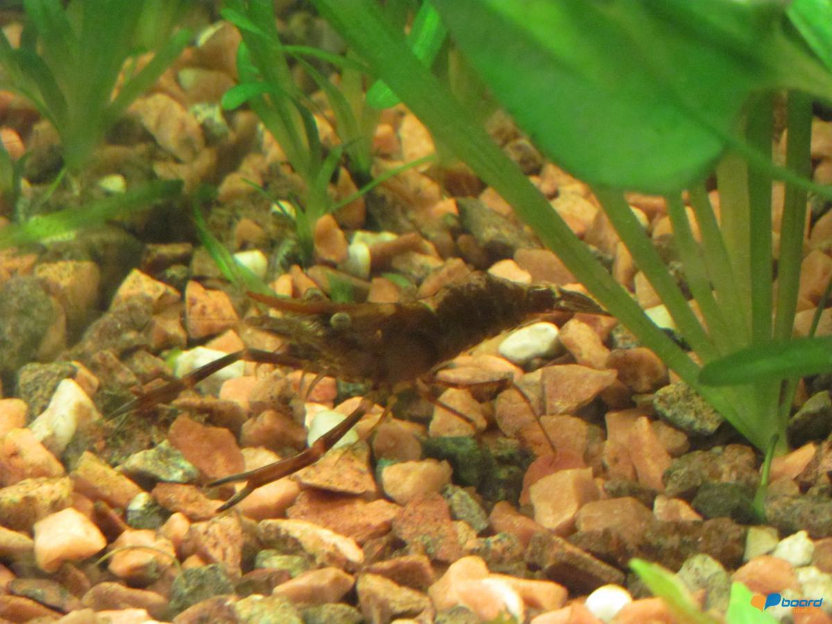 post-11109-0-56919000-1359617733_thumb.j