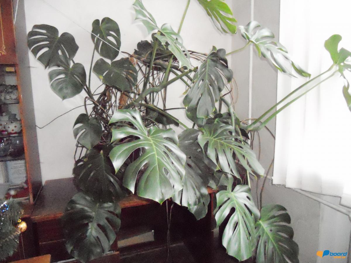 post-13054-0-85831500-1357755890_thumb.j