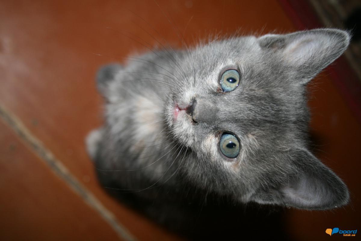 post-14795-0-34417500-1359478606_thumb.j