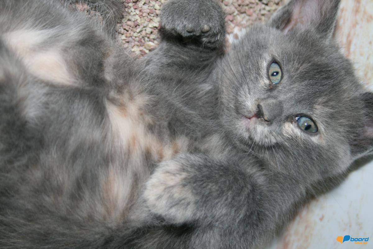 post-14795-0-37480800-1359478352_thumb.j