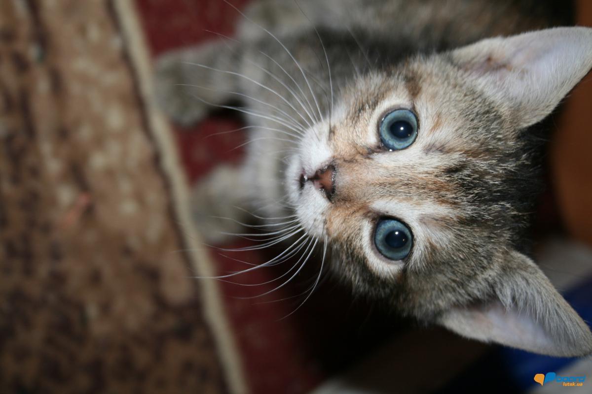 post-14795-0-38188800-1359478345_thumb.j