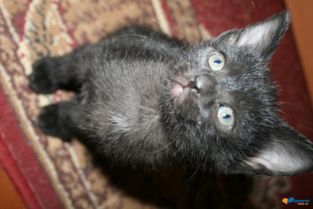 post-14795-0-43552500-1359478338_thumb.j