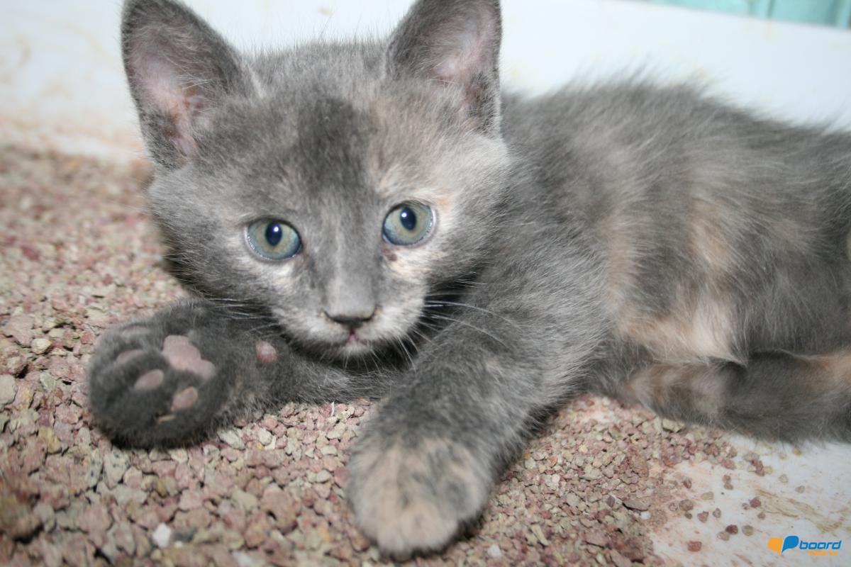 post-14795-0-58527300-1359478622_thumb.j