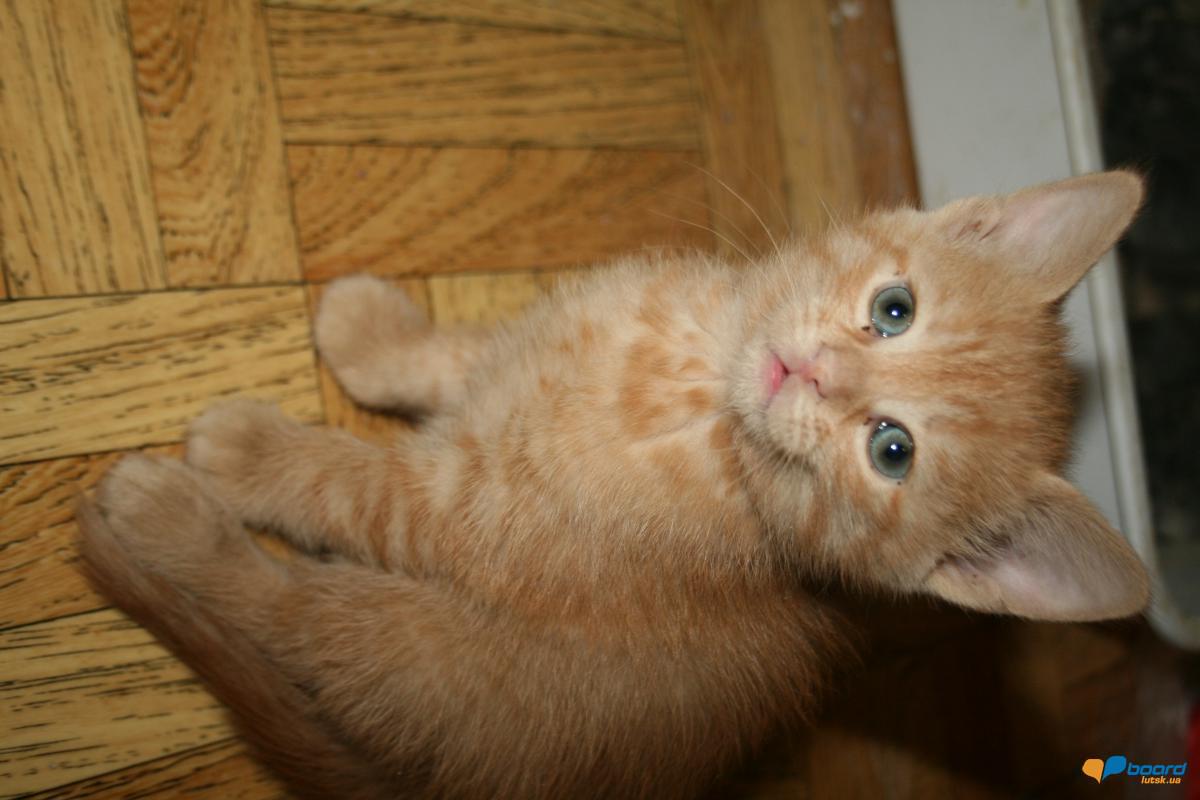 post-14795-0-62077100-1359478625_thumb.j