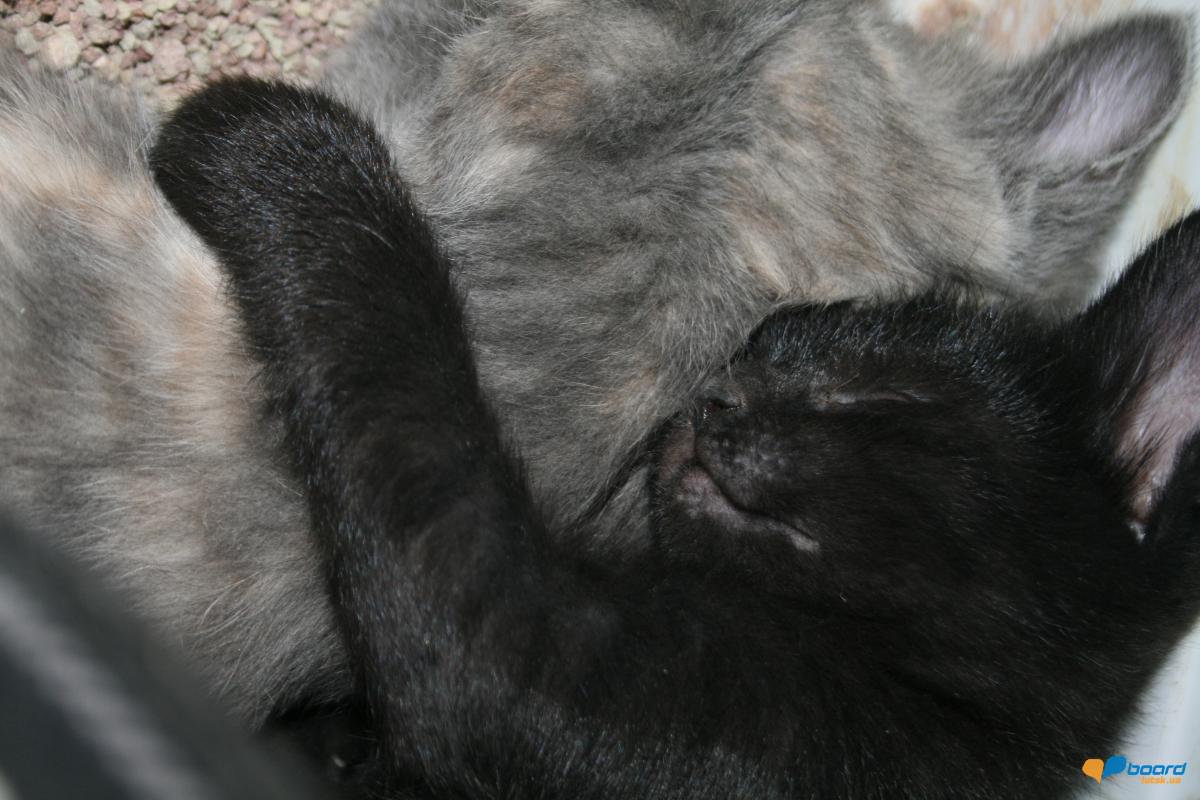 post-14795-0-67243100-1359478355_thumb.j