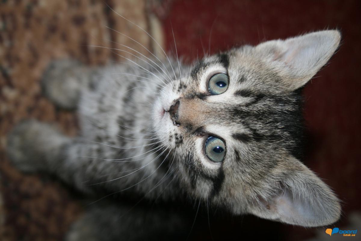 post-14795-0-87568400-1359478612_thumb.j