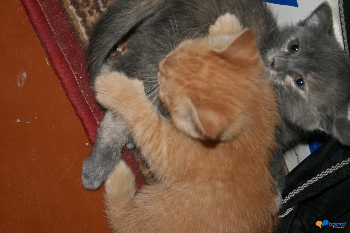 post-14795-0-95511500-1359478365_thumb.j