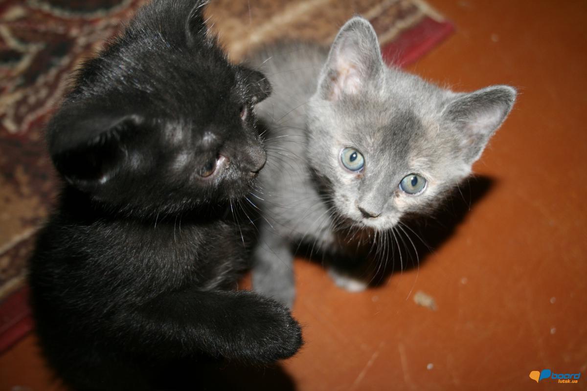 post-14795-0-98776400-1359478332_thumb.j