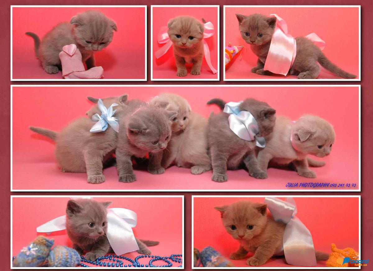 post-14803-0-93917000-1358611745_thumb.j