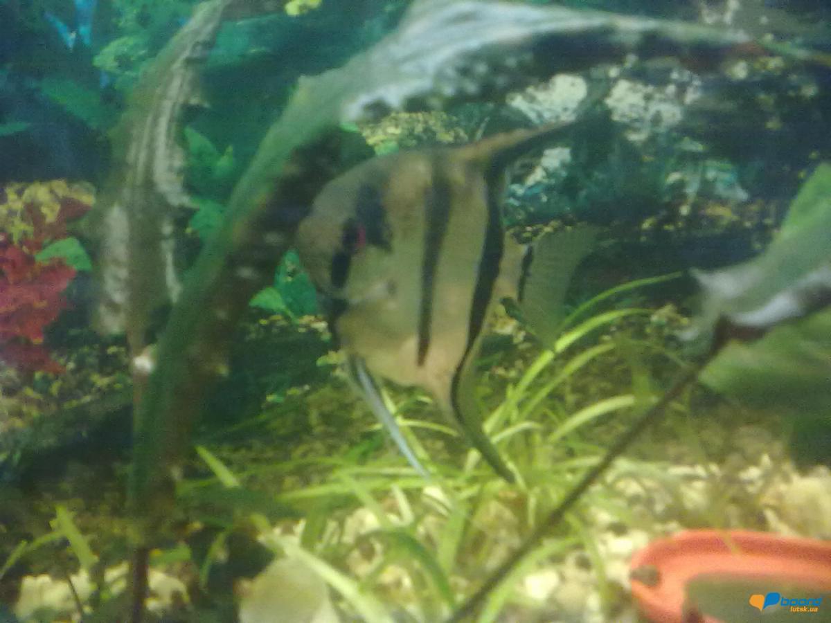 post-14834-0-05503100-1359389388_thumb.j