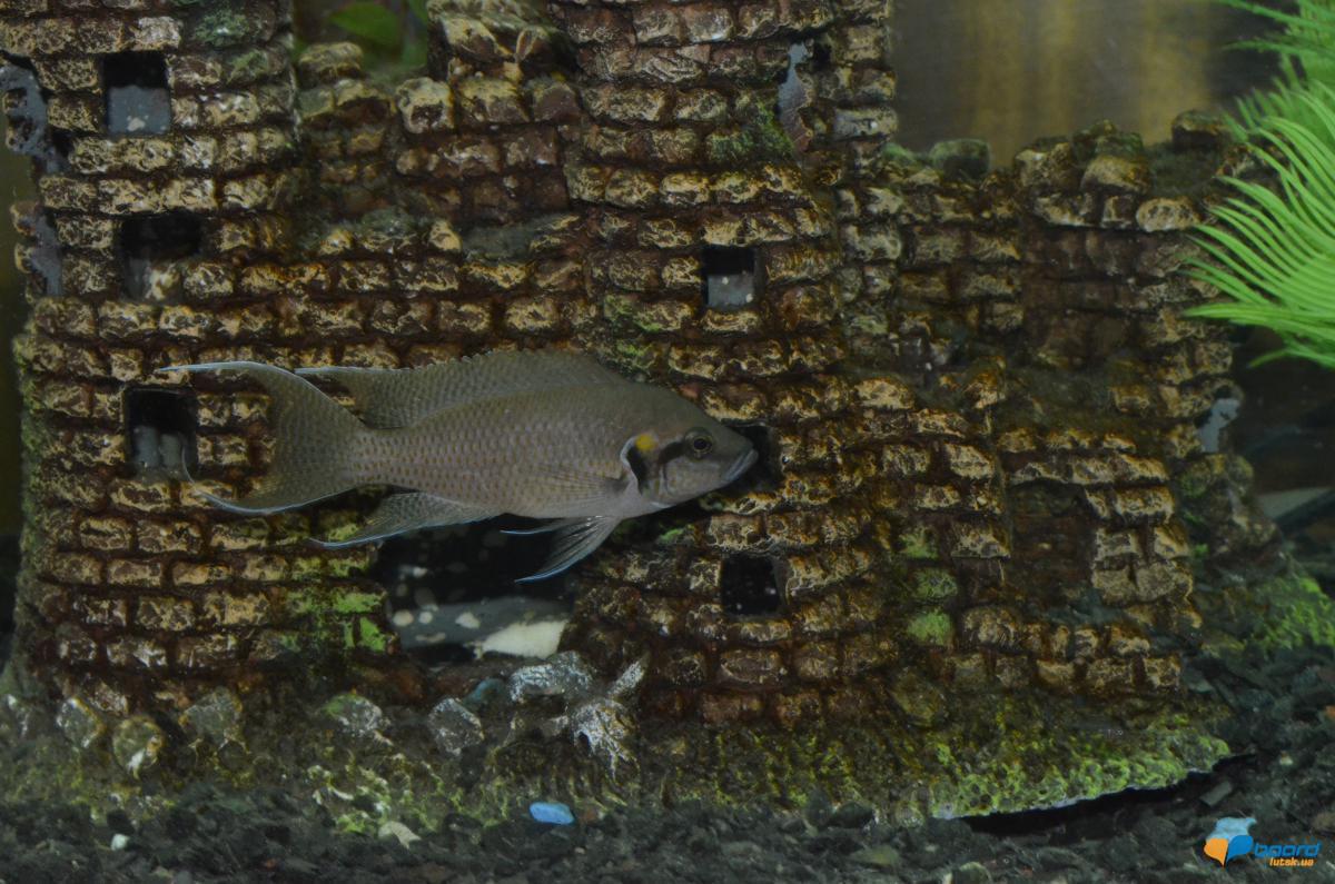 post-14980-0-00003900-1358690423_thumb.j