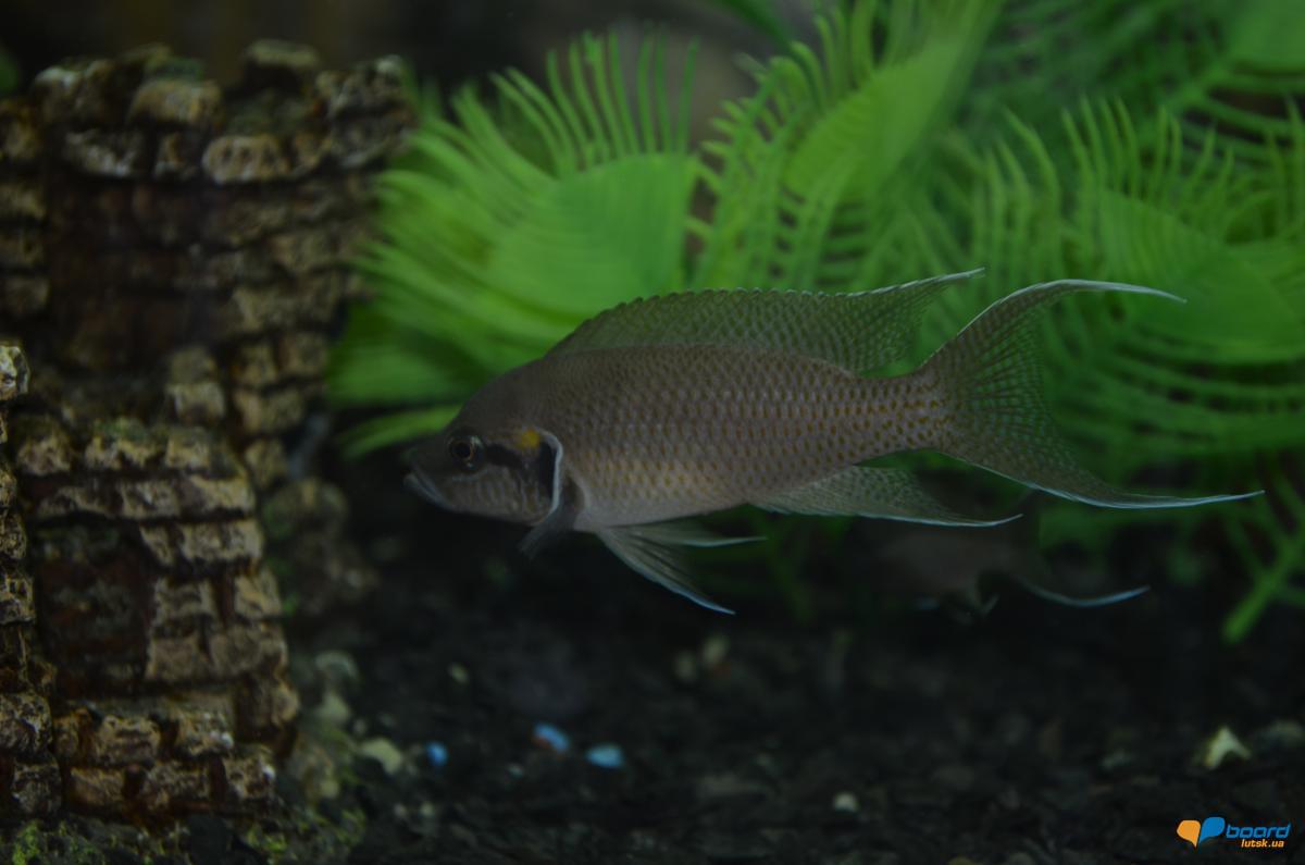 post-14980-0-40451600-1358690417_thumb.j