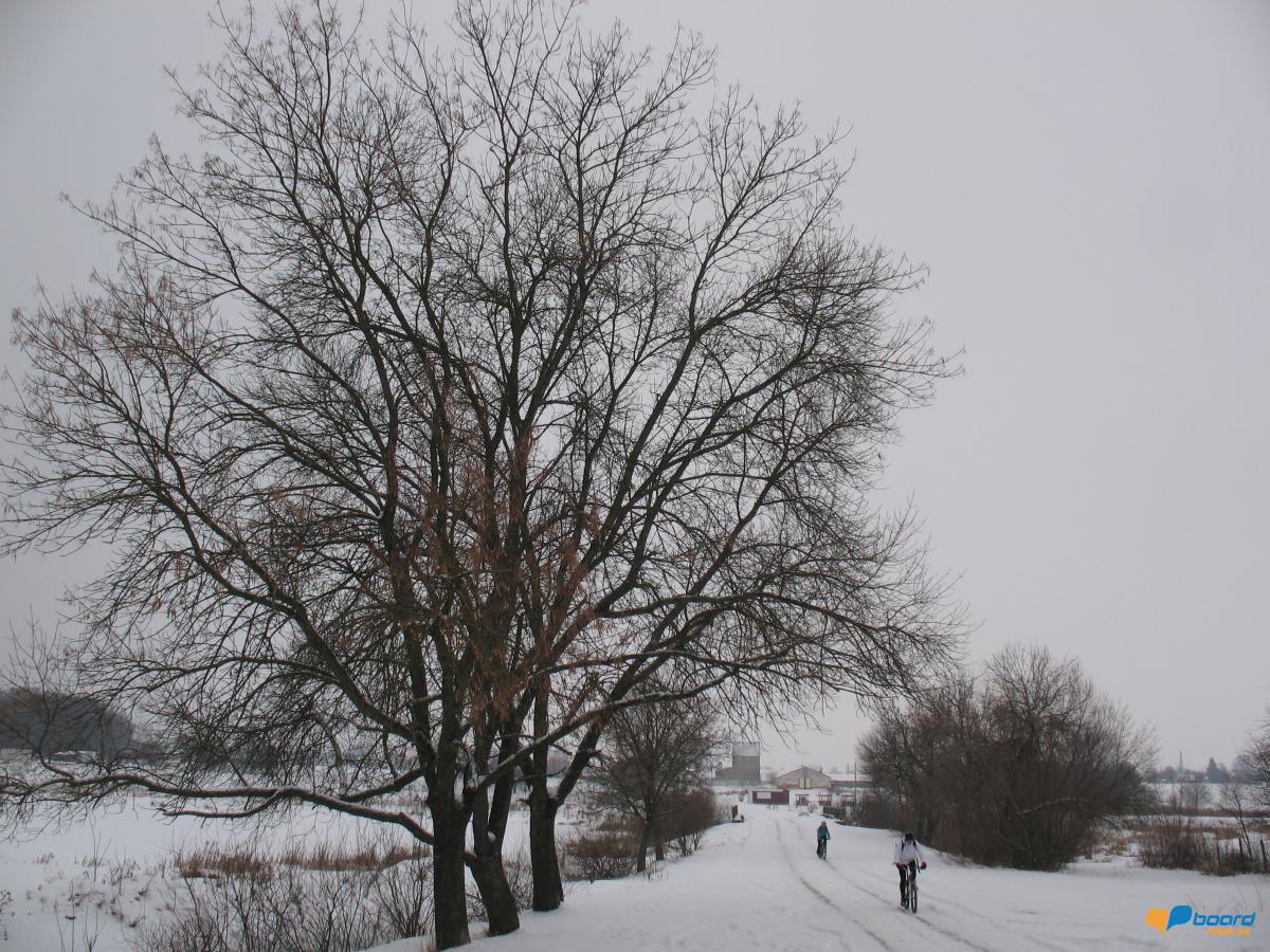 post-1667-0-30209200-1358700645_thumb.jp