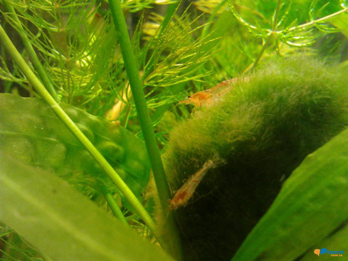 post-18808-0-06418100-1358233880_thumb.j