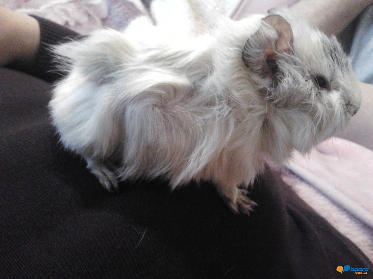 post-18808-0-37604700-1358843300_thumb.j