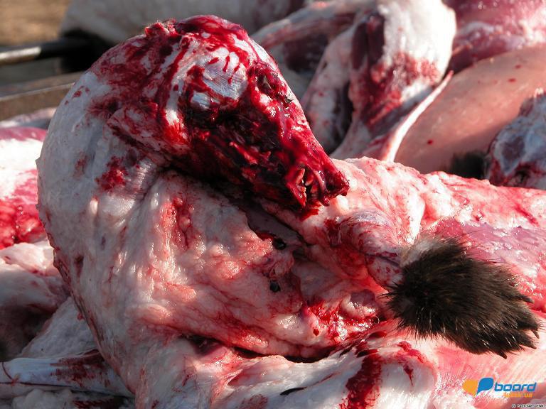 post-19118-0-20806000-1358546370_thumb.j