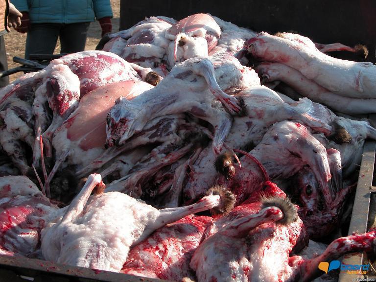 post-19118-0-49004400-1358546377_thumb.j