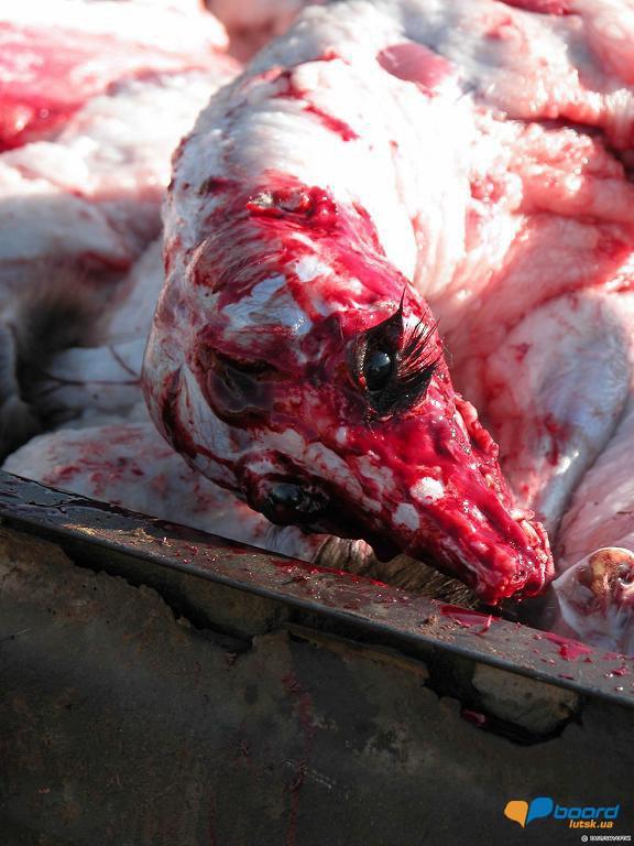 post-19118-0-95033200-1358546363_thumb.j