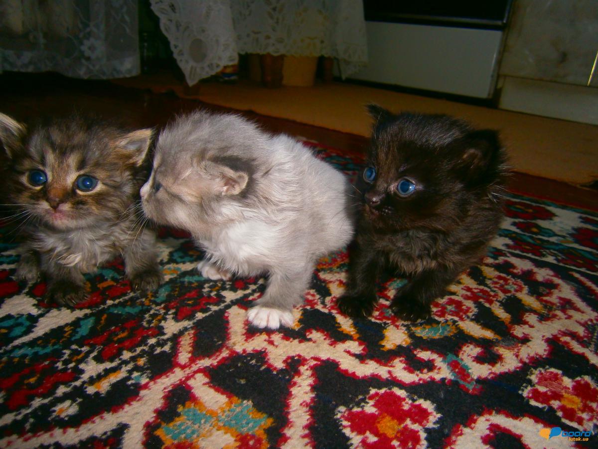 post-20366-0-01897300-1358270504_thumb.j