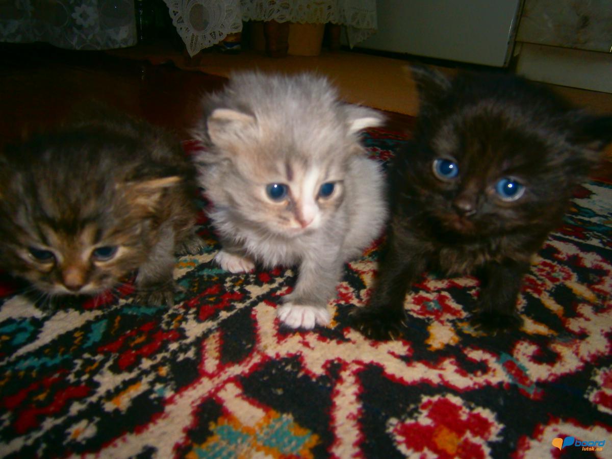 post-20366-0-30139700-1358270541_thumb.j