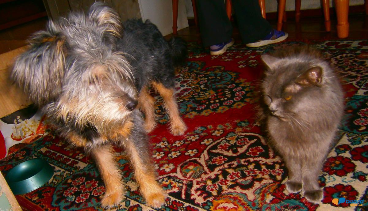 post-20366-0-71536200-1358263845_thumb.j