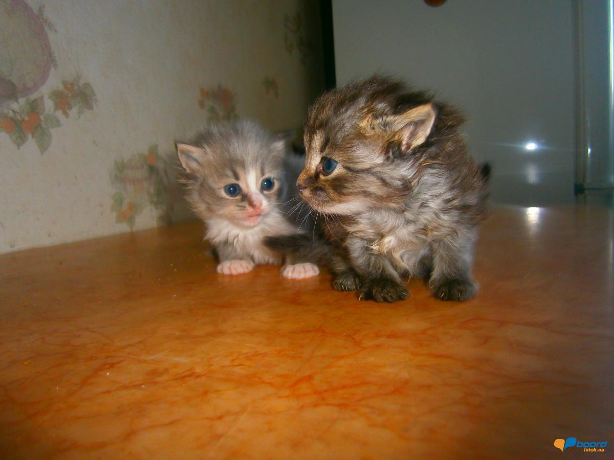 post-20366-0-78569500-1358270614_thumb.j