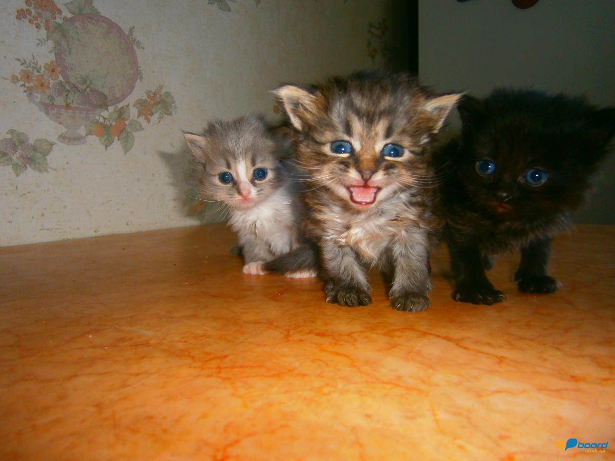 post-20366-0-78625600-1358270577_thumb.j