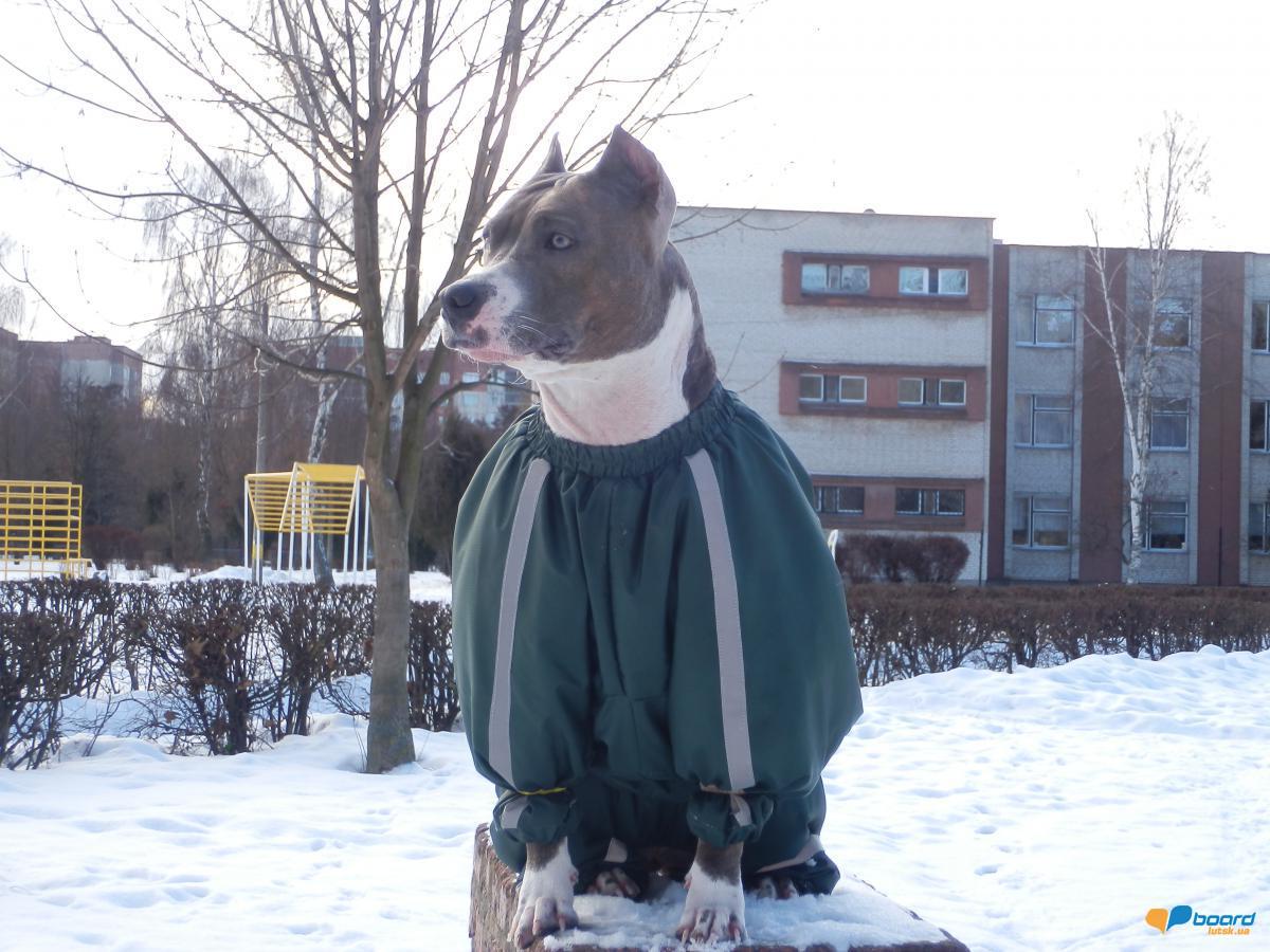 post-20497-0-58765000-1358439492_thumb.j