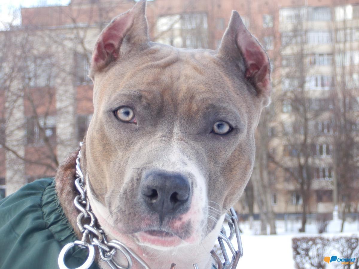 post-20497-0-86599100-1358439459_thumb.j