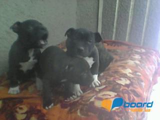 post-20790-0-08286600-1359188549_thumb.j