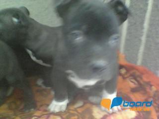 post-20790-0-08832100-1359188555_thumb.j