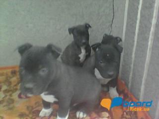 post-20790-0-15951600-1359188553_thumb.j