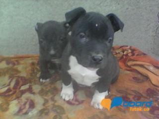 post-20790-0-20026400-1359188557_thumb.j