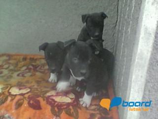 post-20790-0-33980200-1359188551_thumb.j