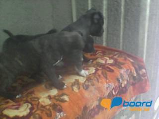 post-20790-0-69442200-1359188540_thumb.j