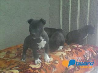 post-20790-0-78272900-1359188546_thumb.j