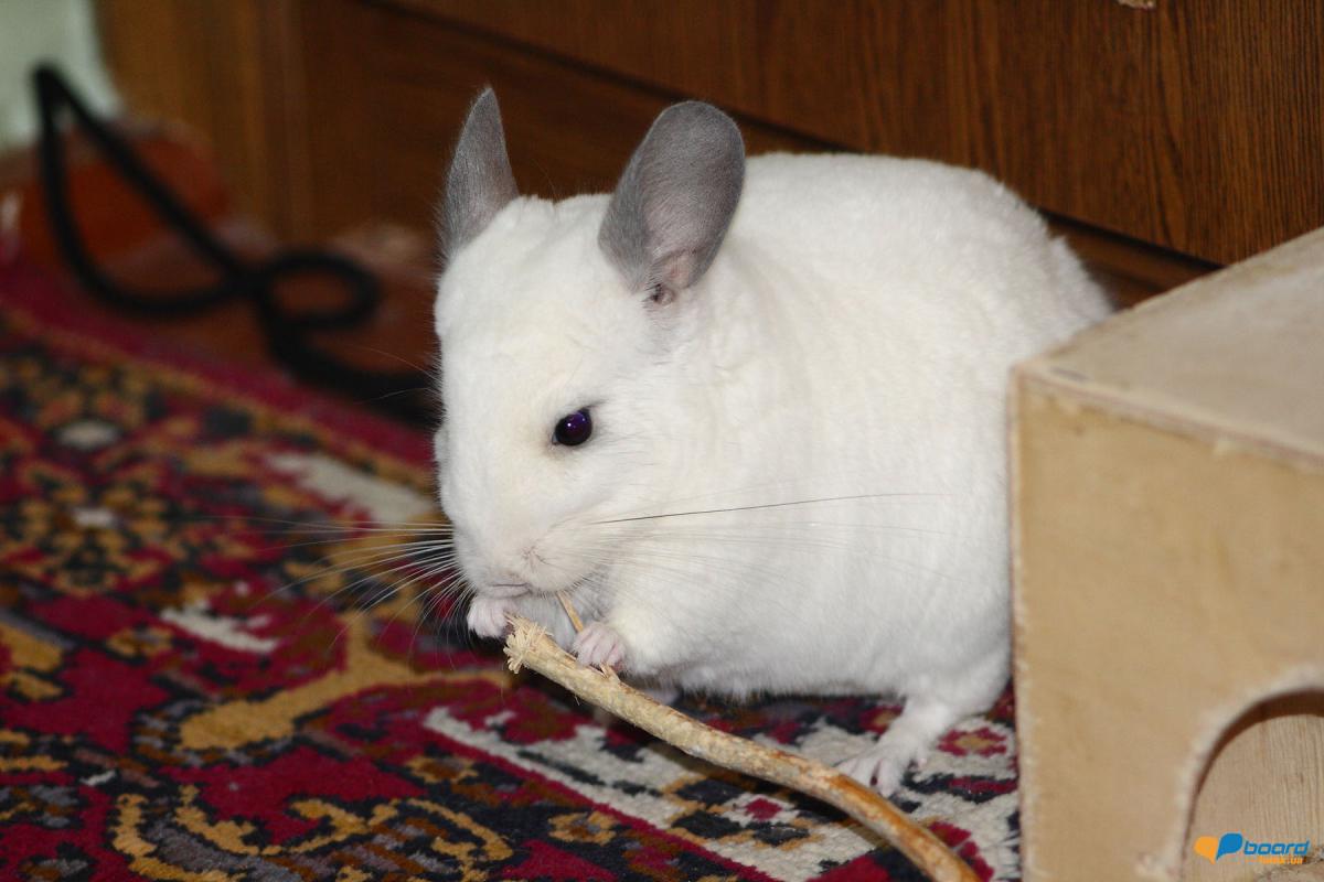 post-2135-0-66289400-1359232110_thumb.jp