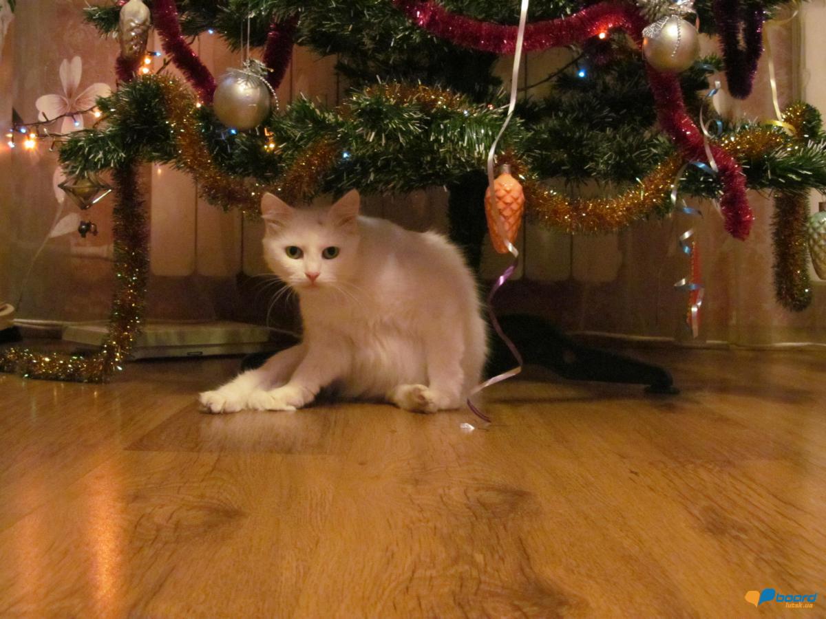 post-2742-0-17243600-1357675617_thumb.jp