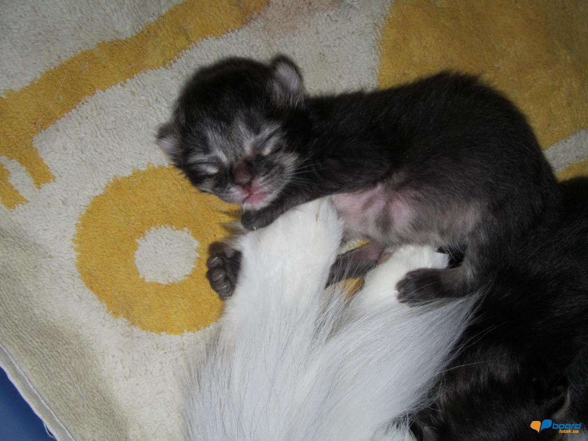 post-2742-0-22472300-1359017359_thumb.jp