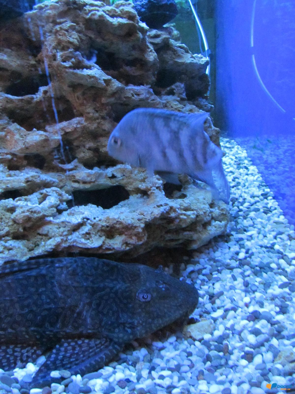 post-2742-0-32578400-1357735341_thumb.jp