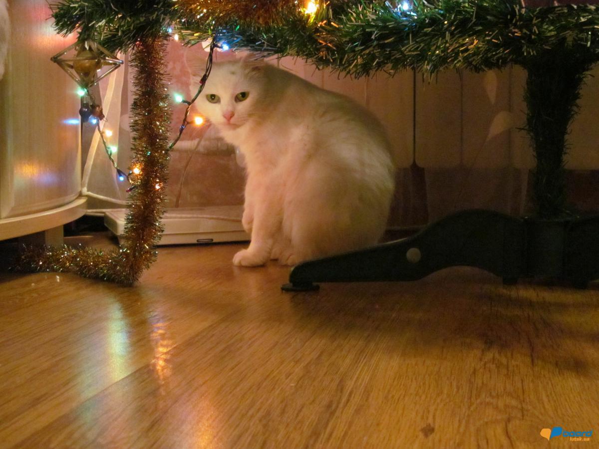 post-2742-0-41572000-1357675938_thumb.jp