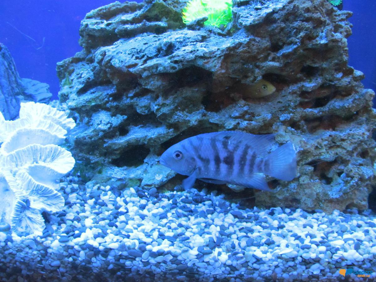 post-2742-0-55757100-1357735325_thumb.jp