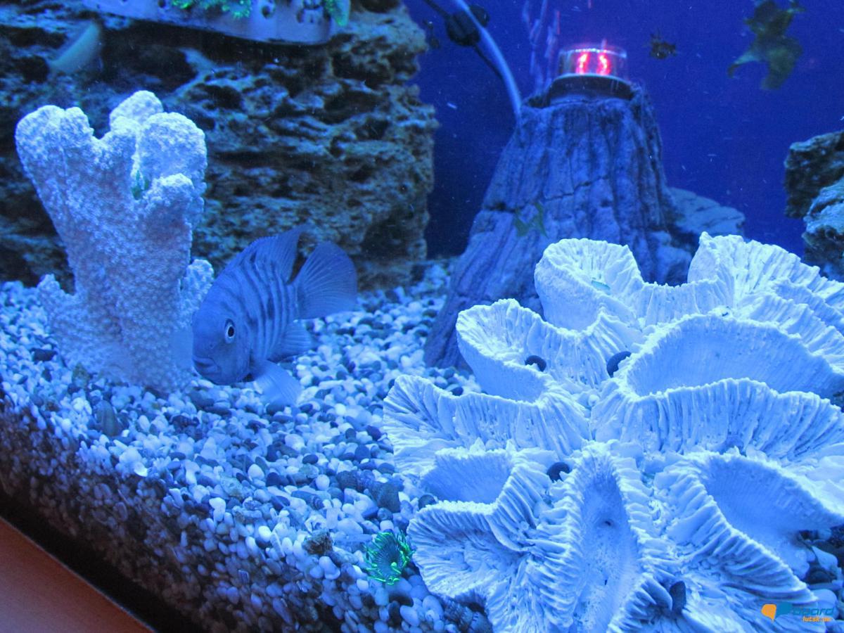 post-2742-0-60807400-1357735311_thumb.jp