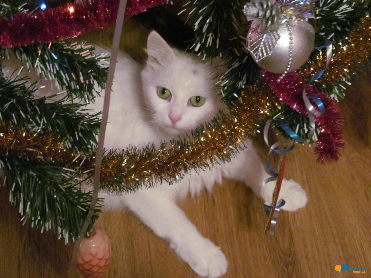 post-2742-0-63742700-1357675542_thumb.jp