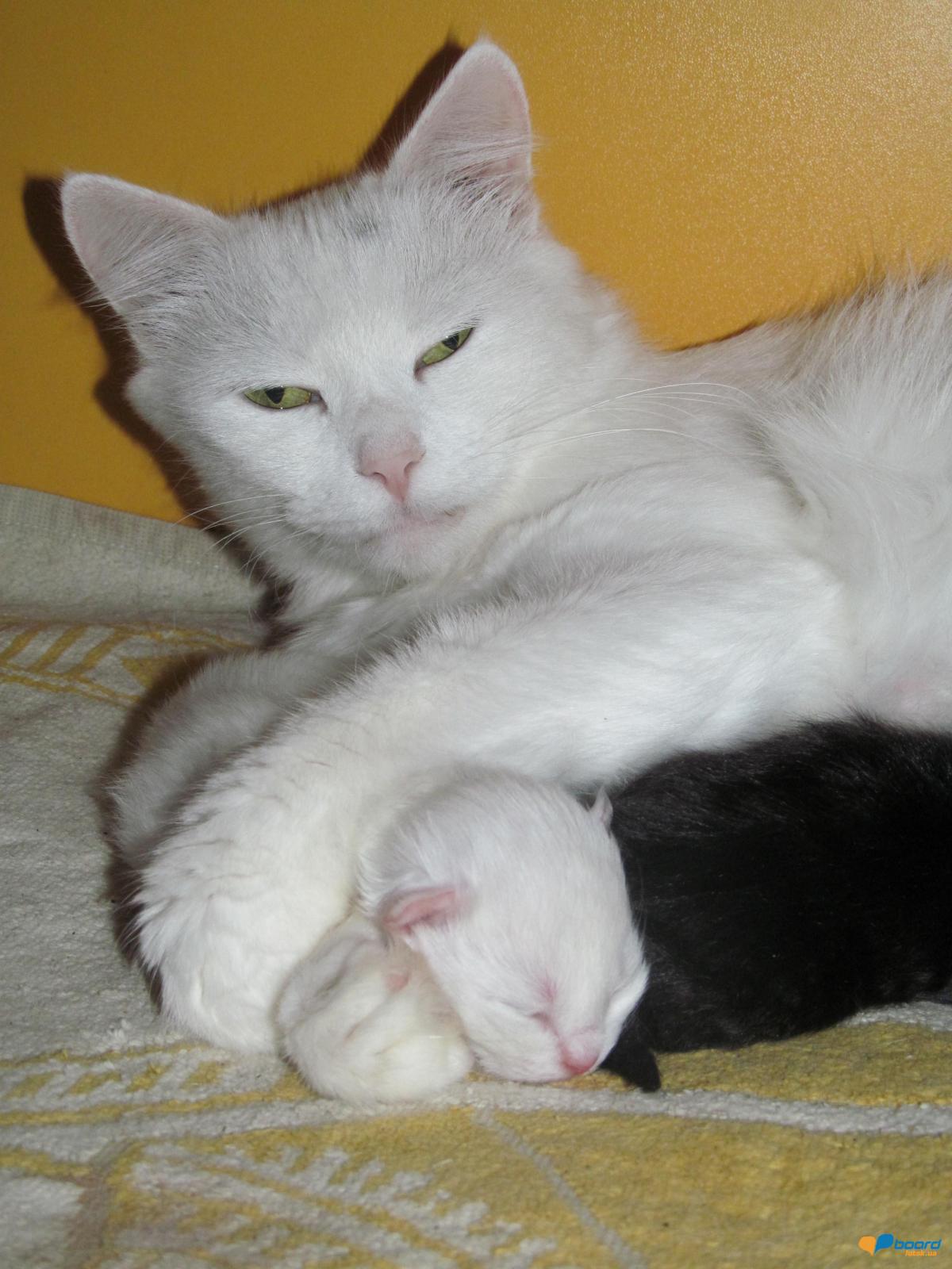 post-2742-0-64308800-1359017417_thumb.jp