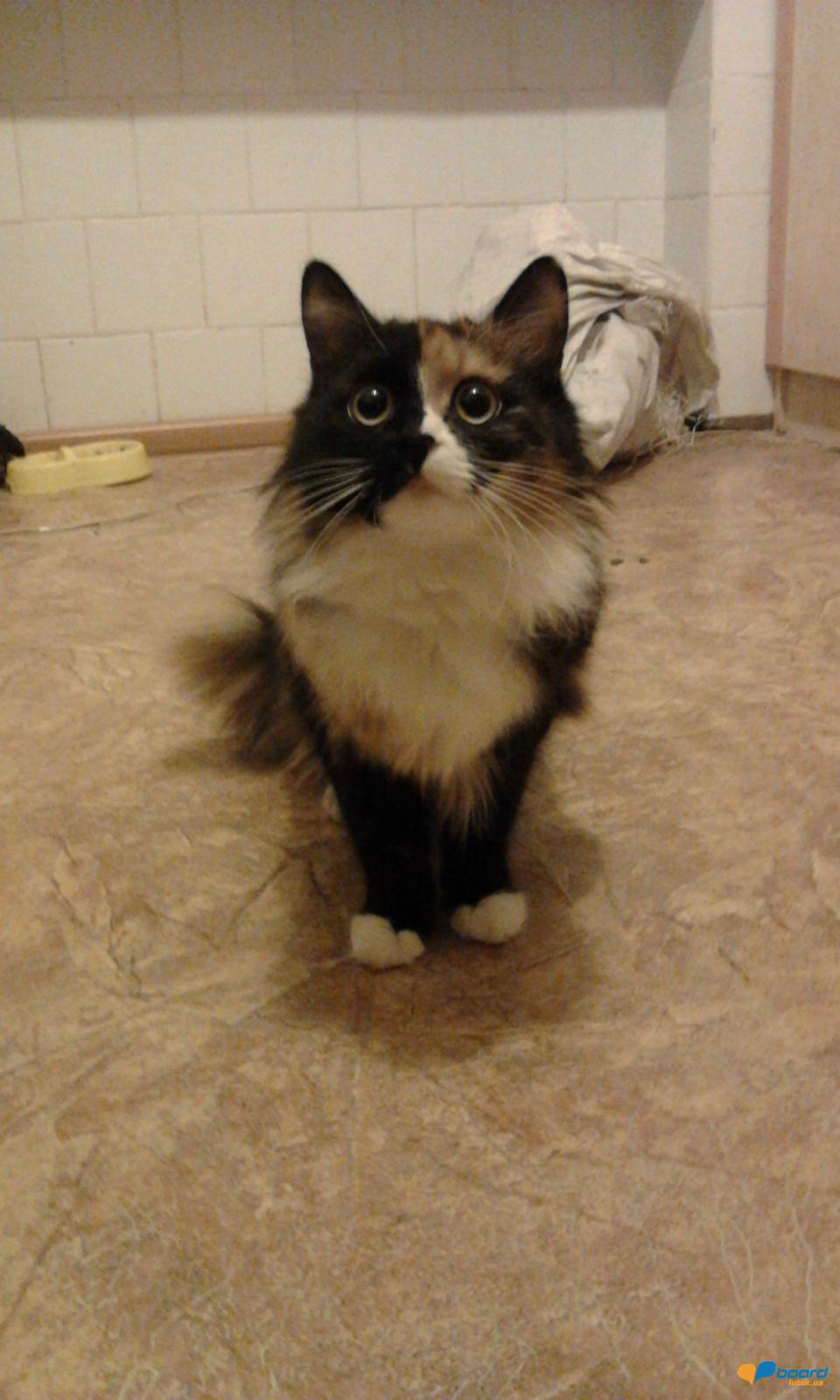 post-2742-0-70498700-1359453241_thumb.jp