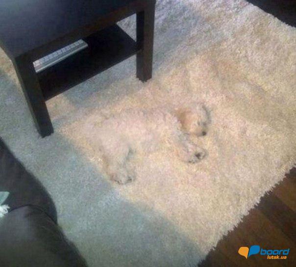 post-3767-0-33091200-1358070826_thumb.jp