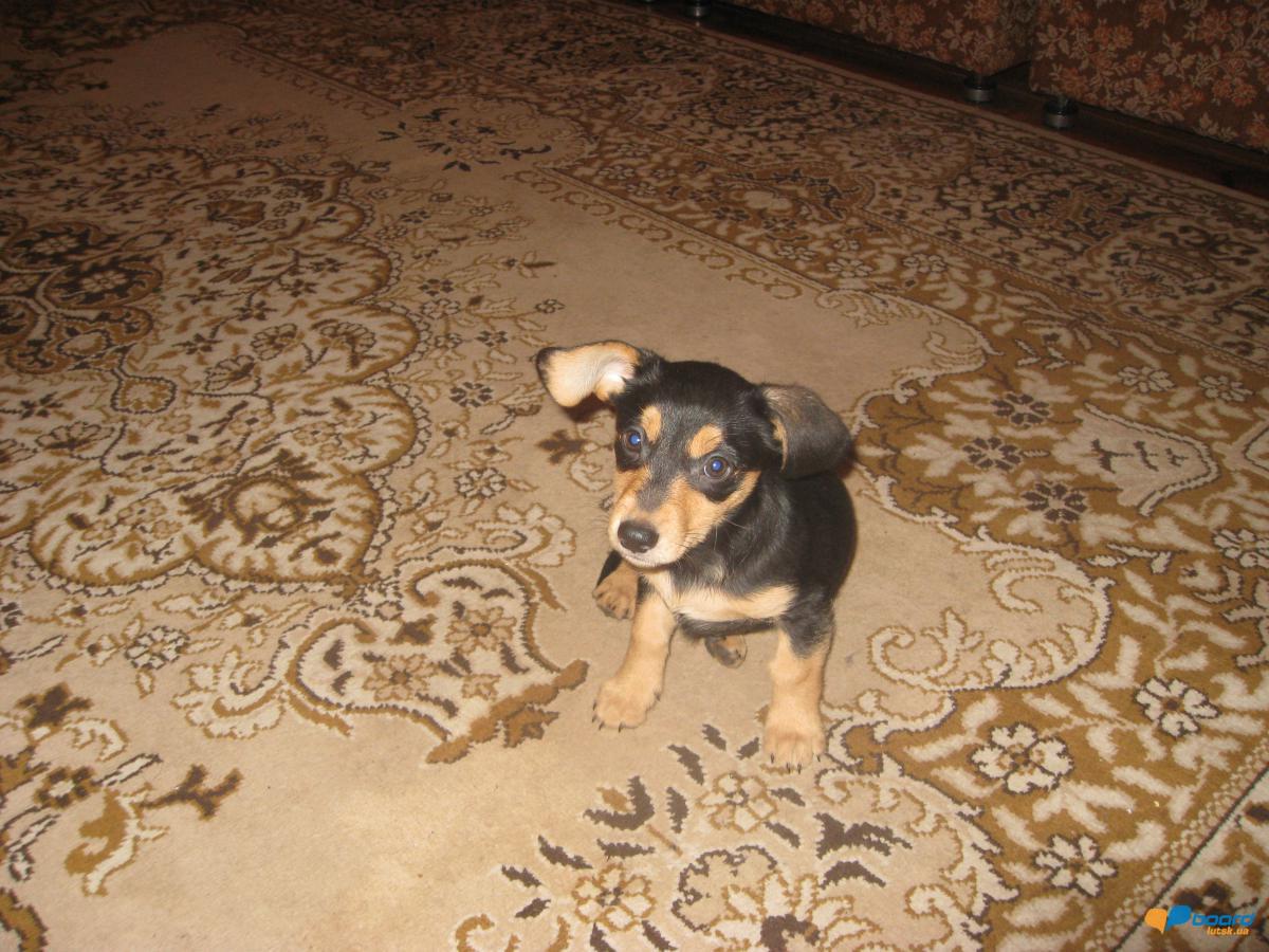 post-6591-0-69204100-1357851947_thumb.jp