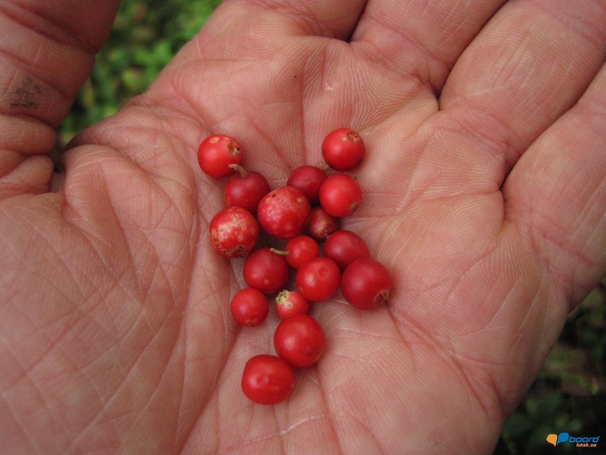 post-6657-0-01174400-1359546814_thumb.jp