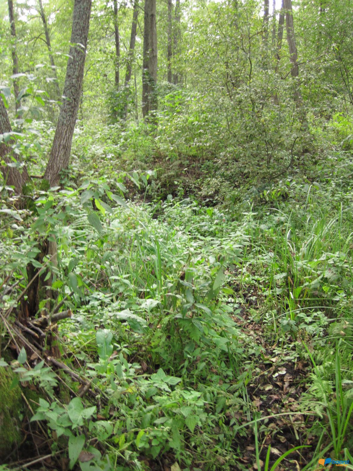 post-6657-0-02054900-1359546498_thumb.jp